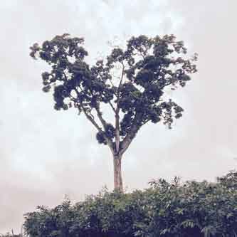 Paisaje rural colombiano